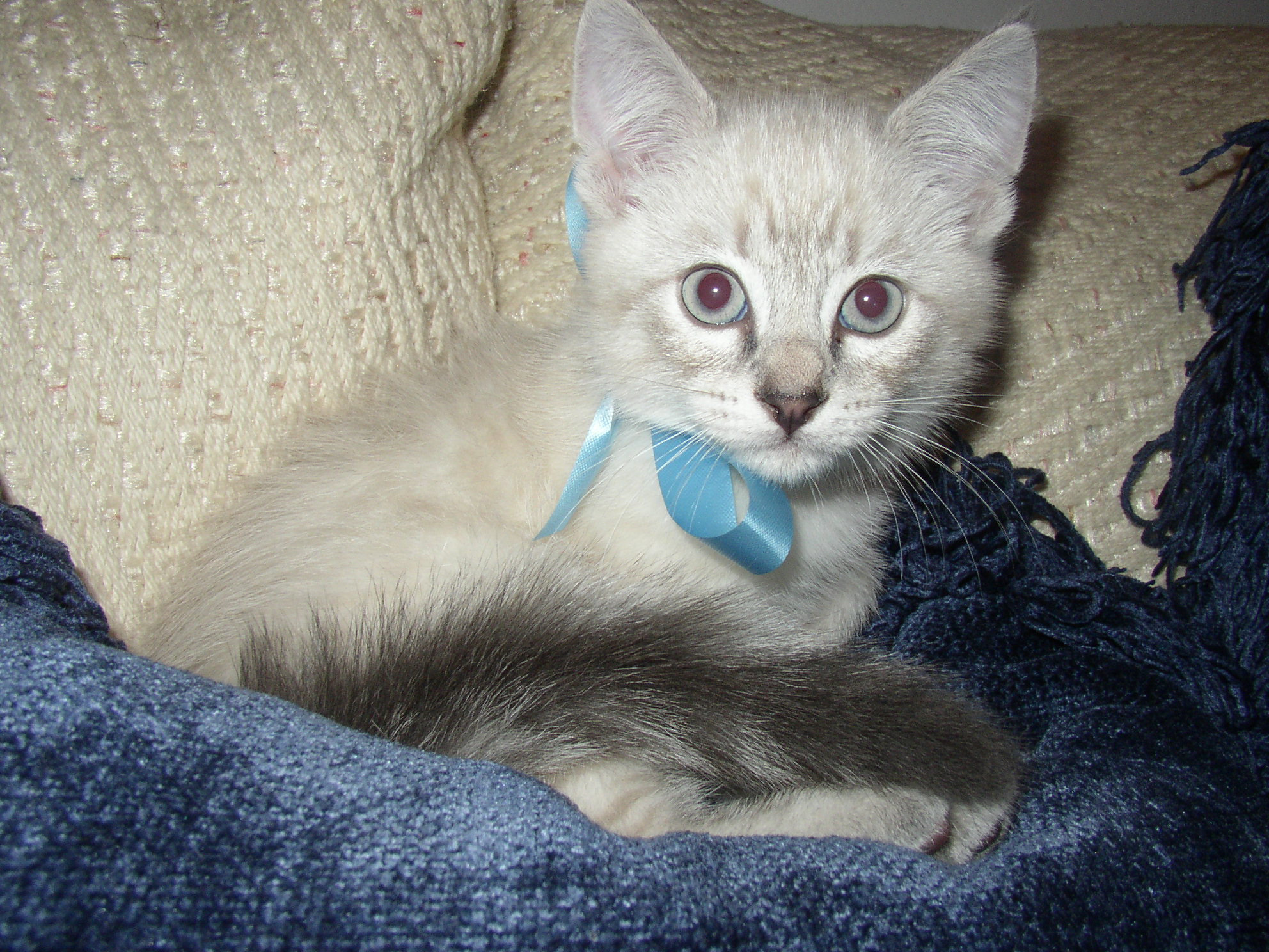 newkitty002.jpg